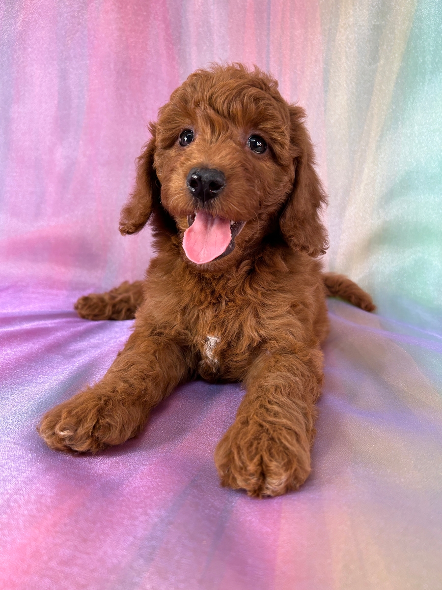Female Mini Golden Doodle Puppy for Sale DOB 5-3-2026 $1200